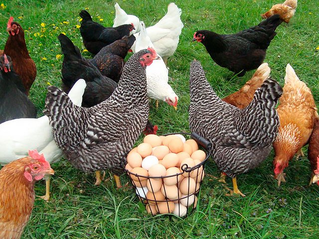 Содержание кур и уход за ними | ЗооТом - продажа, вязка и услуги для животных в Малой Вишере