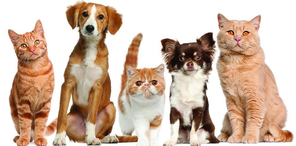 Доска объявлений о животных | ЗооТом - продажа, вязка и услуги для животных в Малой Вишере
