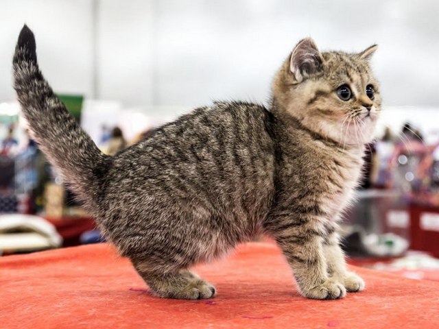 Породы кошек в Малой Вишере | ЗооТом портал о животных