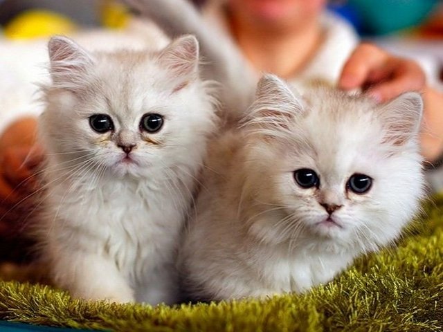 Породы кошек в Малой Вишере | ЗооТом портал о животных