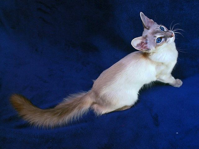 Выведенные породы кошек в Малой Вишере | ЗооТом портал о животных