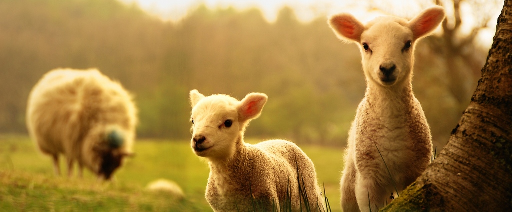 Объявления о сельскохозяйственных животных | ЗооТом - продажа, вязка и услуги для животных в Малой Вишере