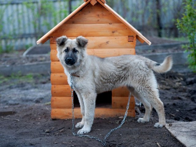 Все о собаках в Малой Вишере Все о собаках в Малой Вишере